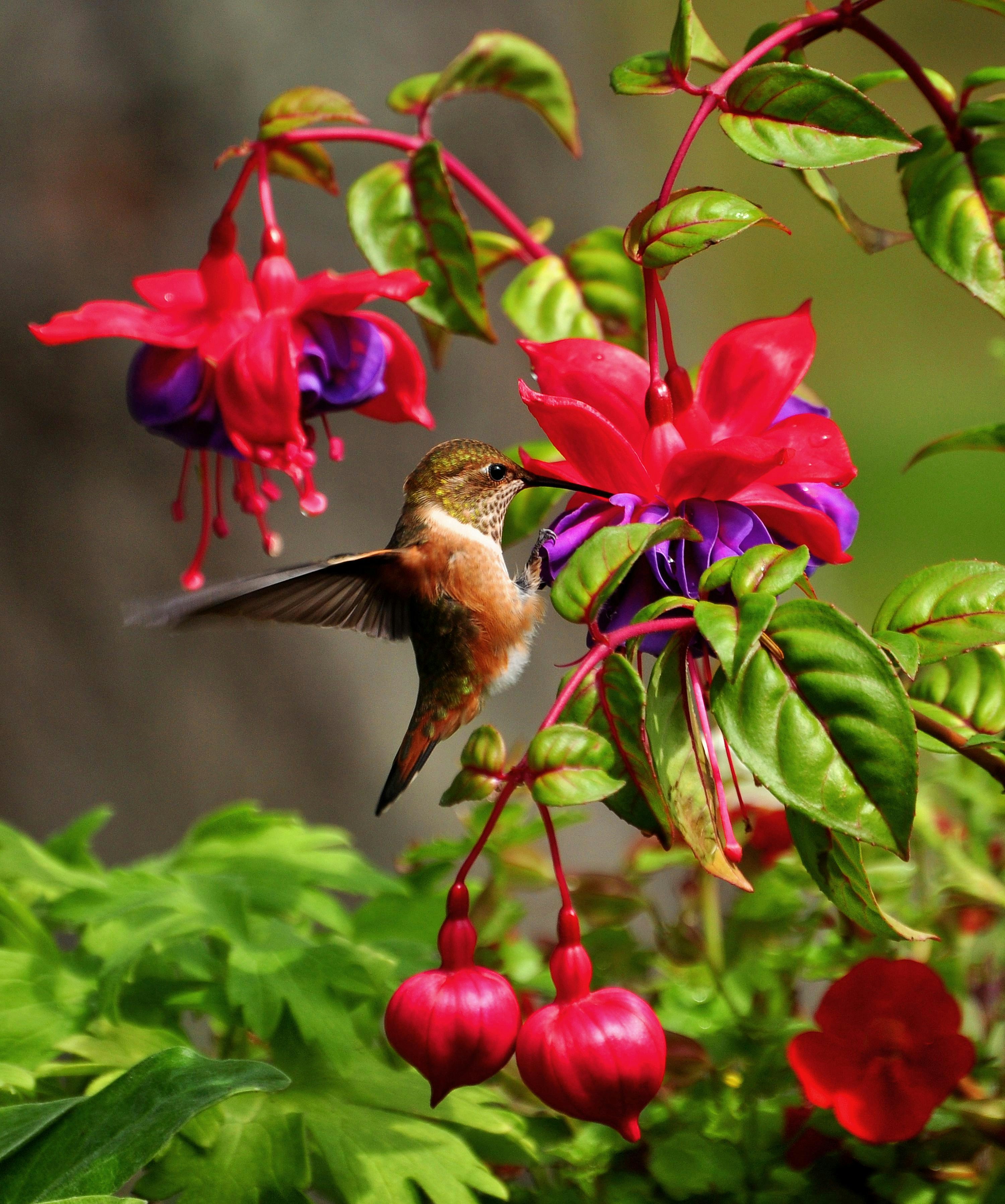 Colibri Collective nature imagery