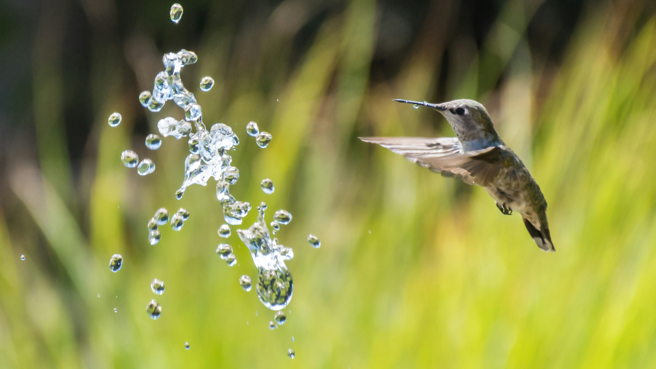 Colibri Collective nature imagery